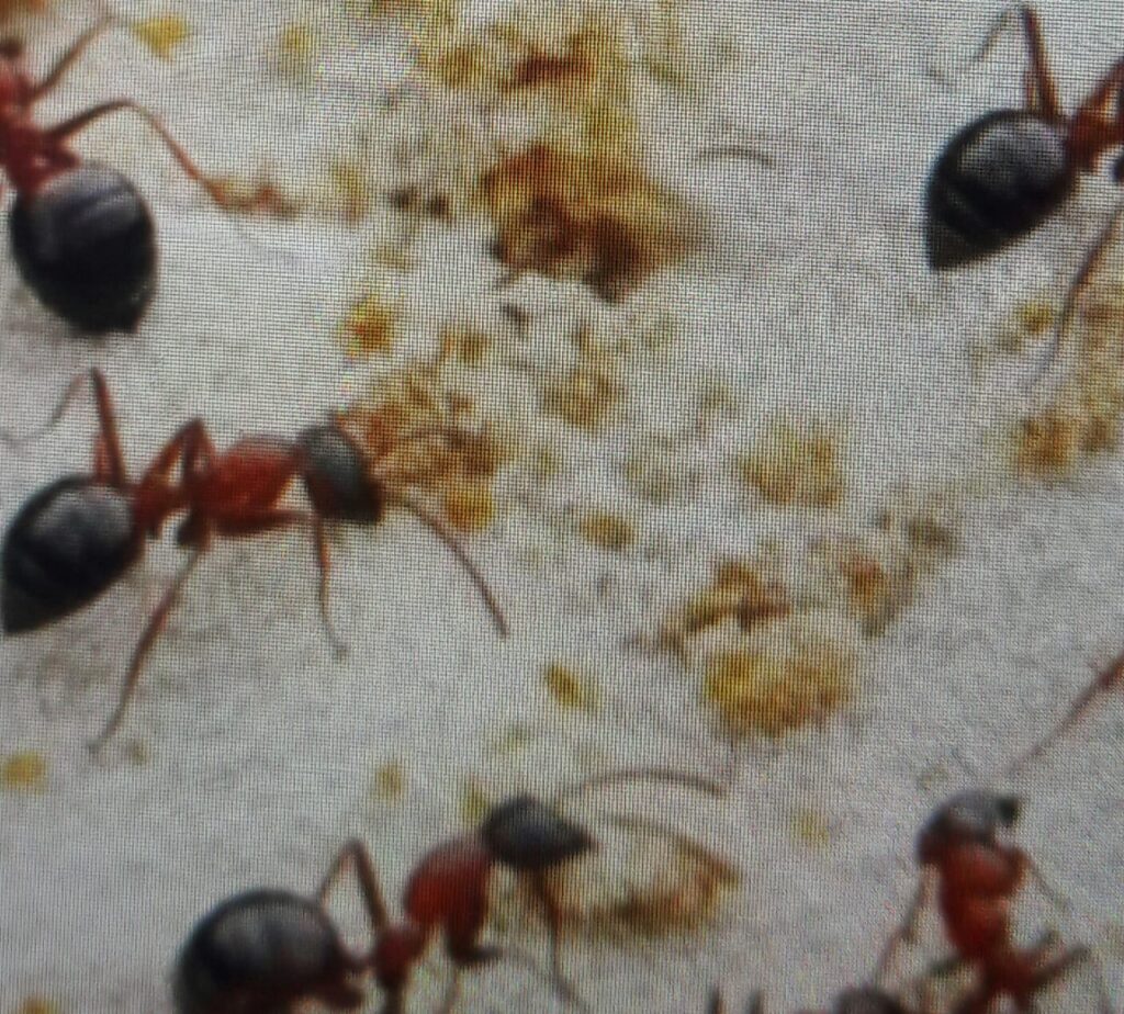 चीटियों और मधुमक्खियों के डंक में होता है,फार्मिक एसिडः Formic-acid