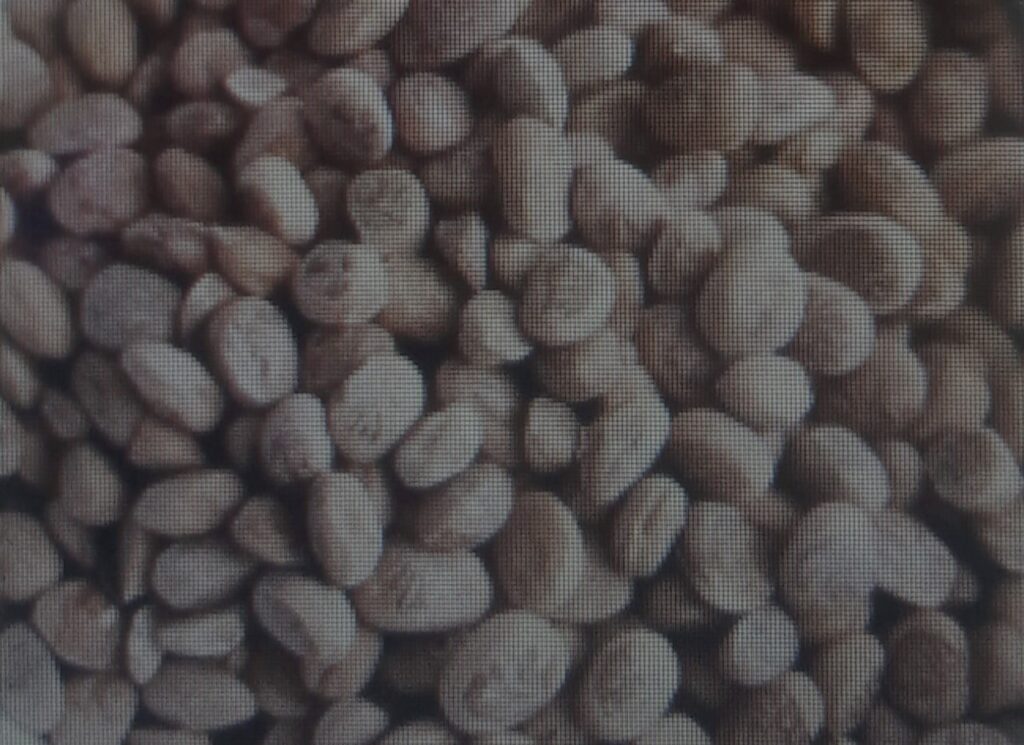 चिरौंजी में मौजूद है, औषधीय गुण Chironji