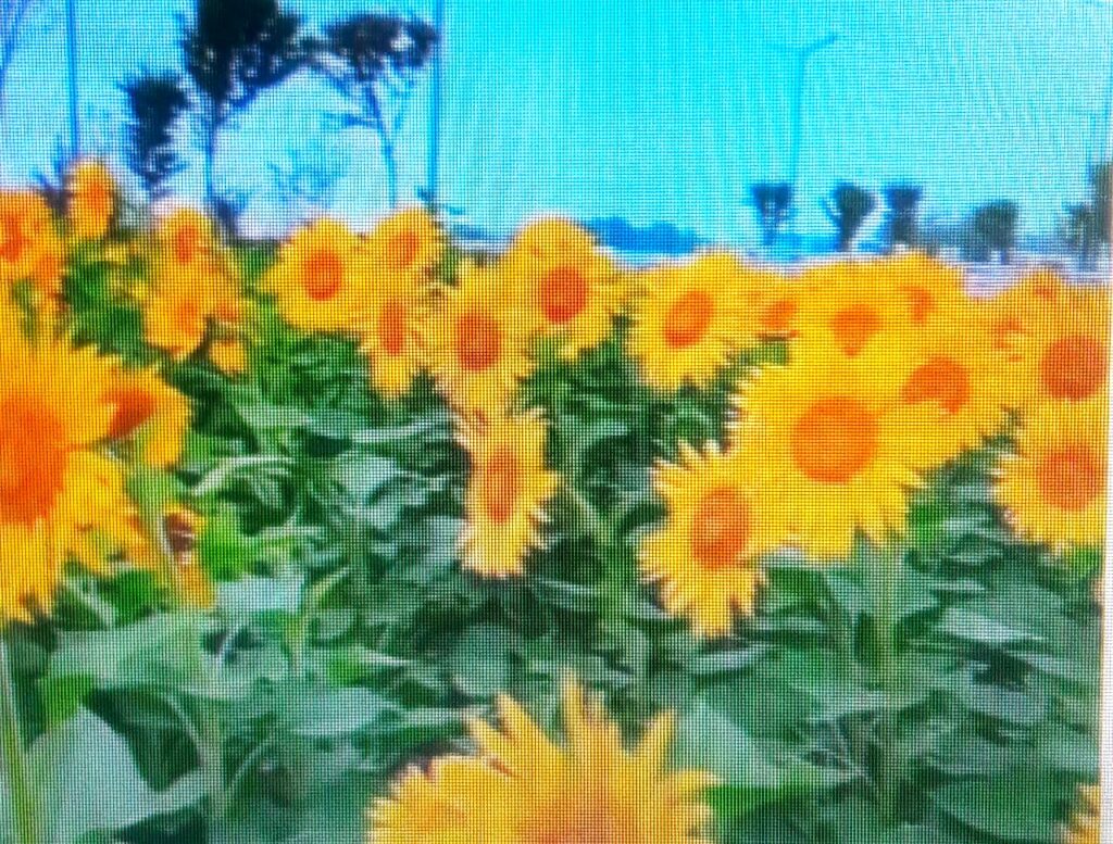 Sunflower Plant.