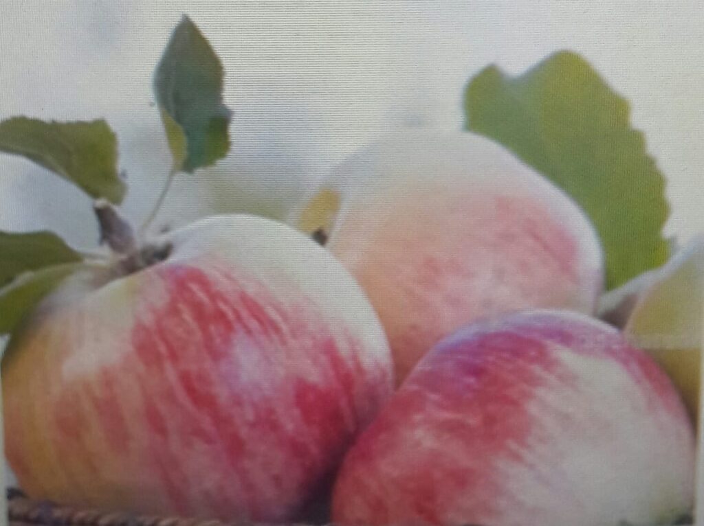 खट्टा मीठा सेब है, पिंक लेडी Sweet and sour apple, Pink Lady