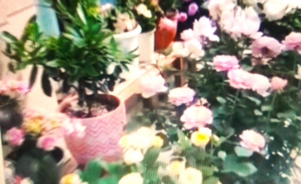 Rose...