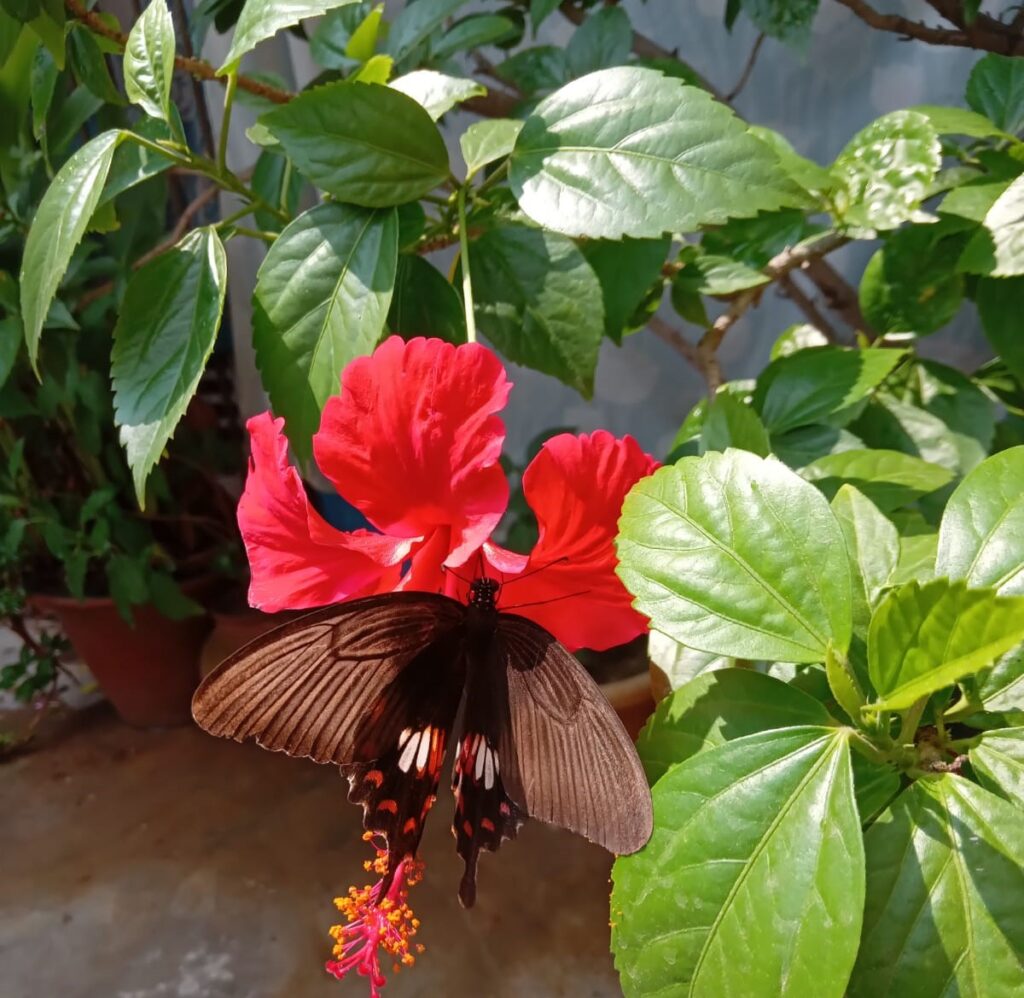 Hibiscus Rosa-Sinensis