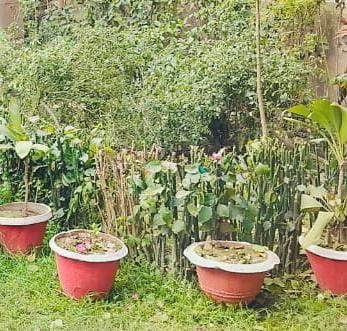 Hibiscus Rosa-Sinensis: A combination of energy, beauty and medicine