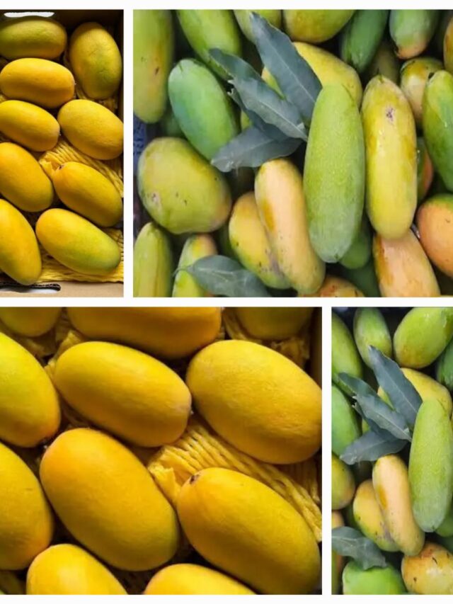 10 most popular, delicious, and juicy mango varieties.