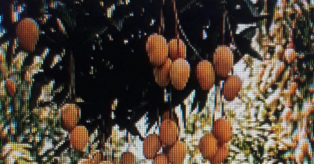 mango....
